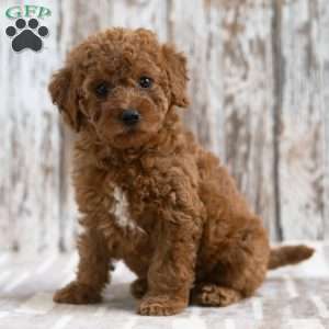Kayla, Mini Labradoodle Puppy